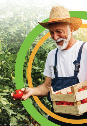 Farmer picking tomatoes