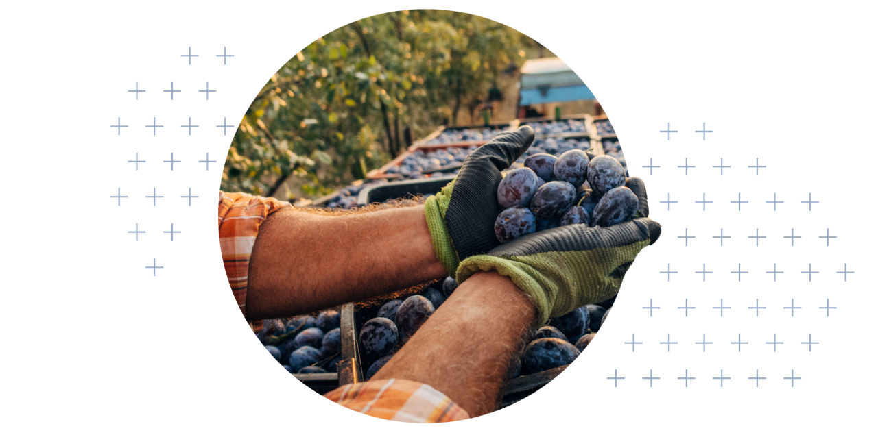 Hands holding blueberries