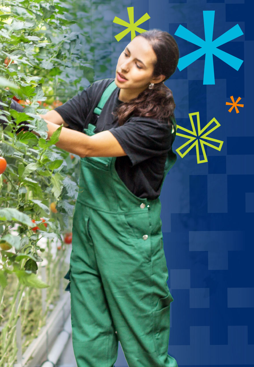 Farmer picking tomatoes 