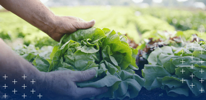 Person picking lettuce