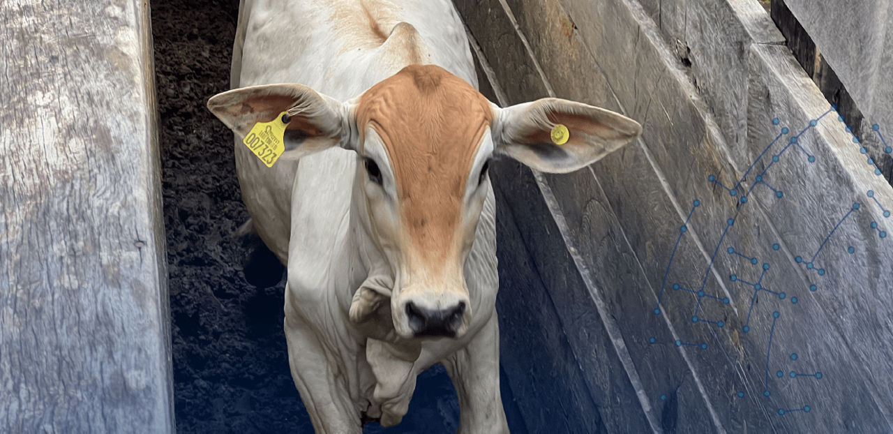 Photo of cow