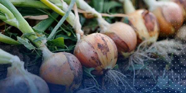 onions lined up in field after harvesting