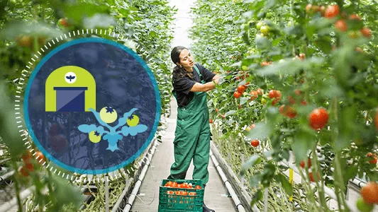 Female farmer in greenhouse picking tomatoes with illustration of barn and tomato crop