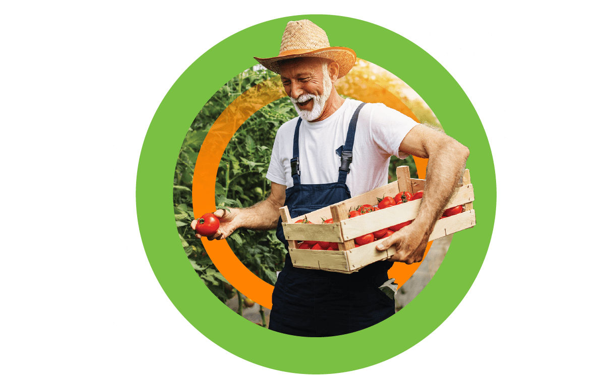 farmer smiling and picking tomatoes