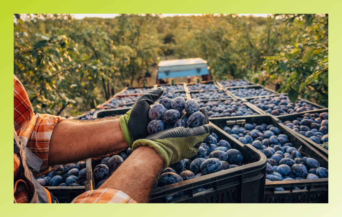 farmer holding blueberries