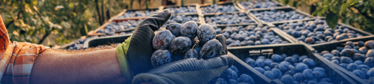 Image of farmer's hands holding blueberries above blueberry crates outside