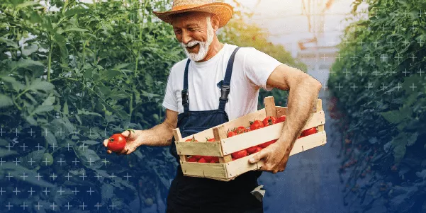 Smiling farmer picking tomatoes