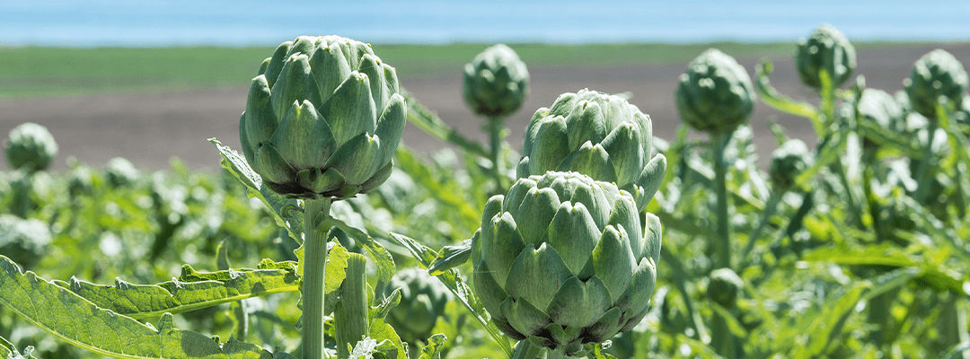 growing artichokes